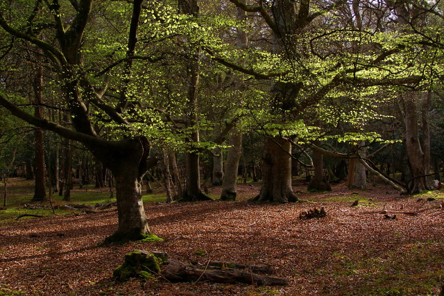 Beech trees in Mallard Wood, New Forest.